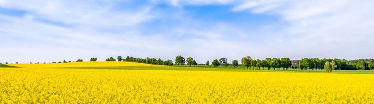 Comment lutter autrement contre sclérotinia ?